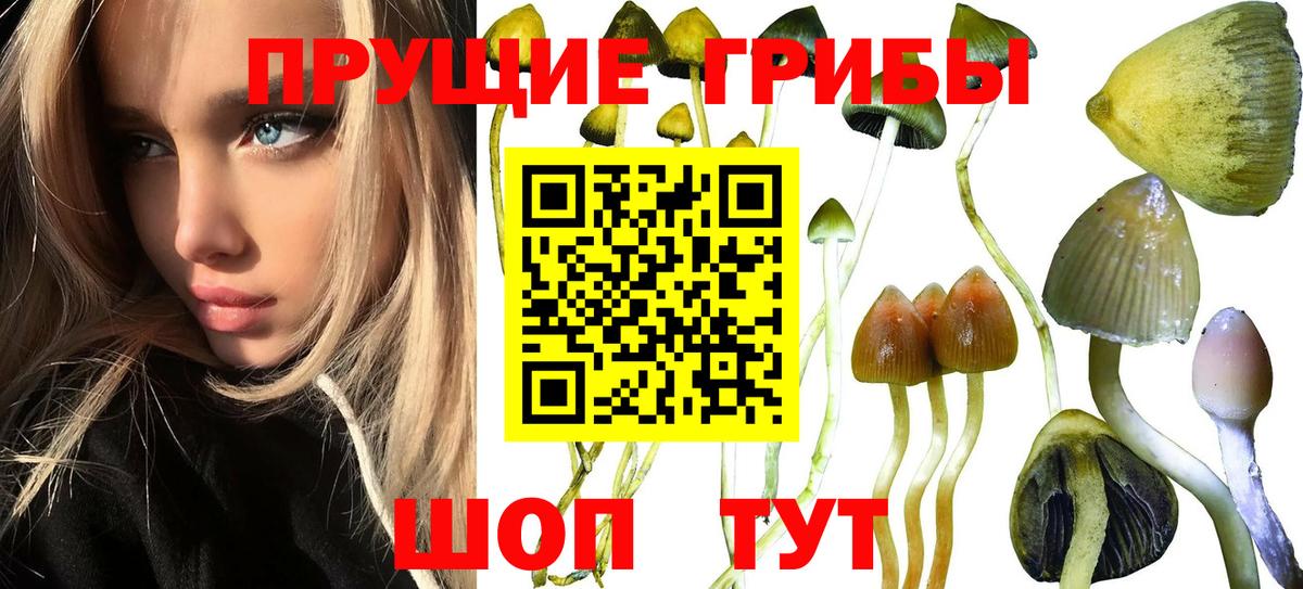 Кудымкар  Псилоцибиновые грибы прущие грибы  Вход с VPN  Псилоцибиновые грибы Psilocybine cubensis 